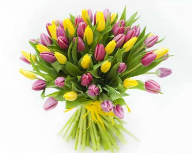 Разноцветные тюльпаны 51 шт